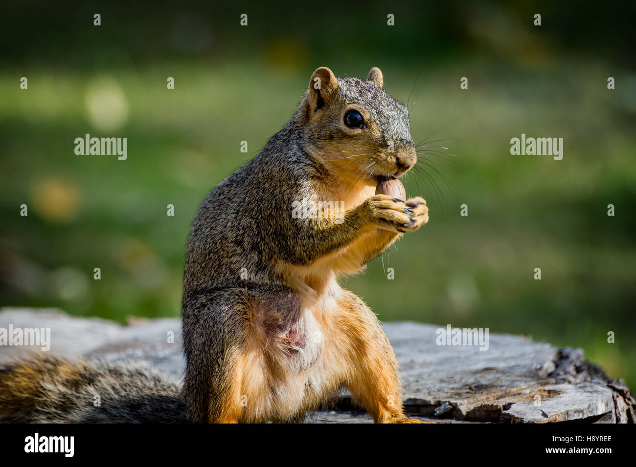 Manger un écureuil fauve de l'écrou tout en assis sur une souche d'arbre Banque D'Images