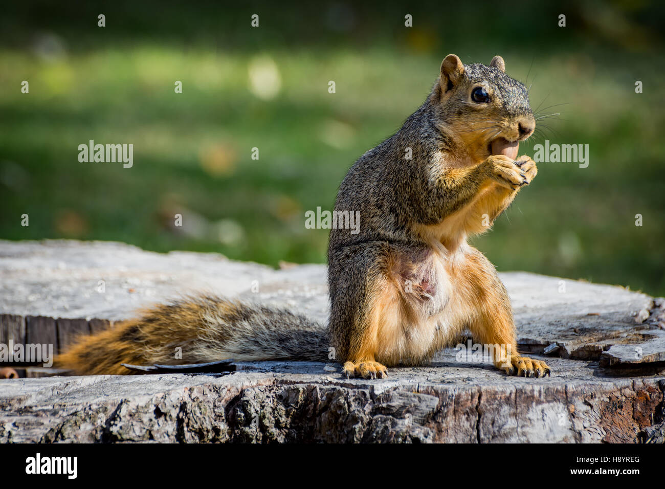 L'Est de l'Écureuil Renard assis sur une souche de manger une noix Banque D'Images