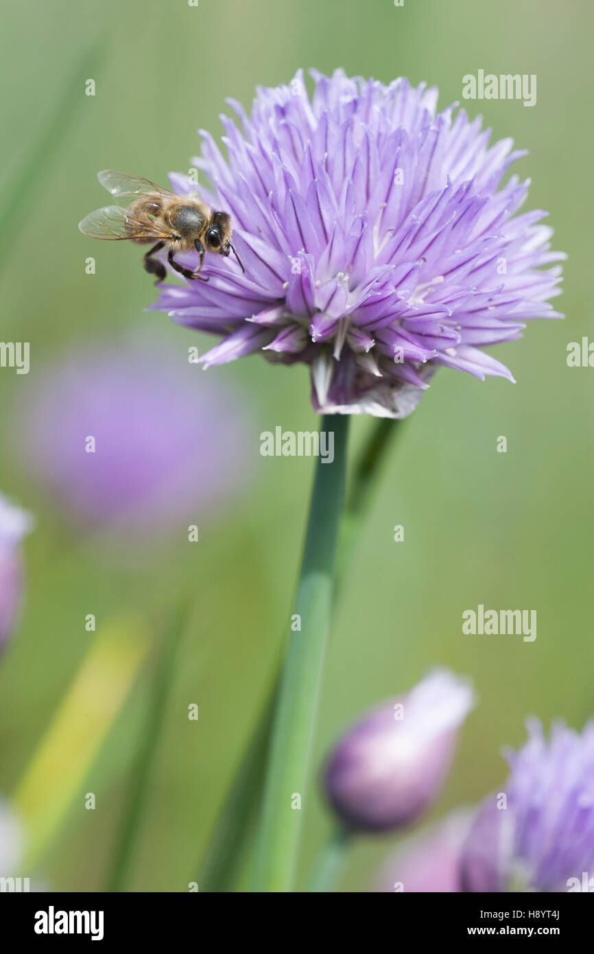 La ciboulette (Allium schoenoprasum) avec'abeille à miel (Apis mellifera) Banque D'Images