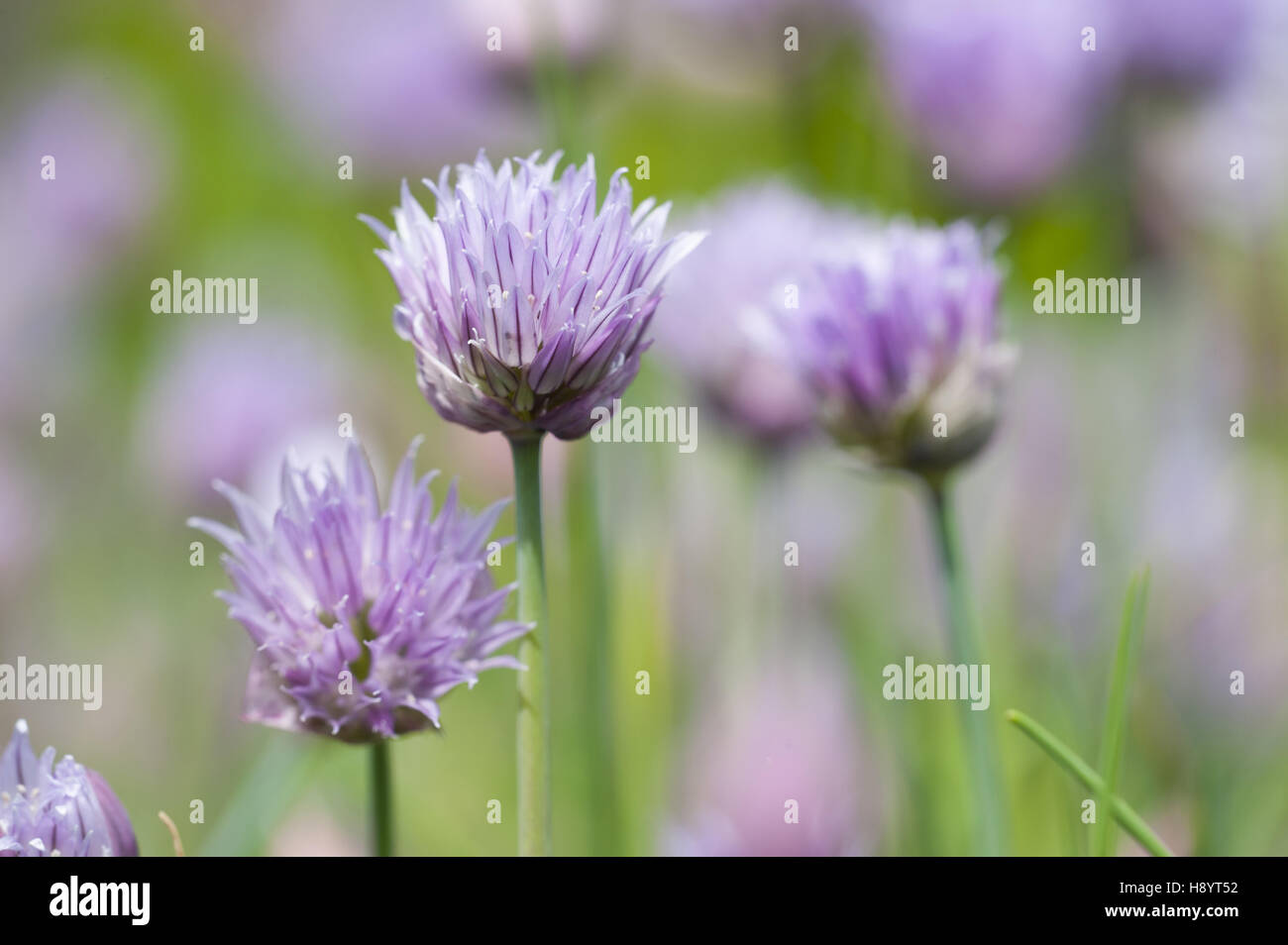Ciboulette, Allium schoenoprasum Banque D'Images