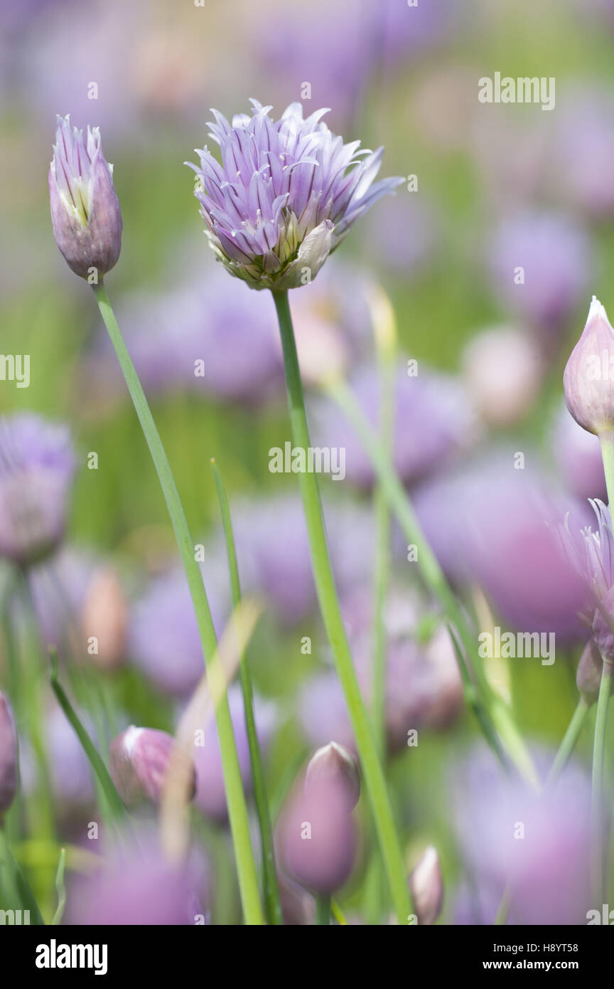 Ciboulette, Allium schoenoprasum Banque D'Images