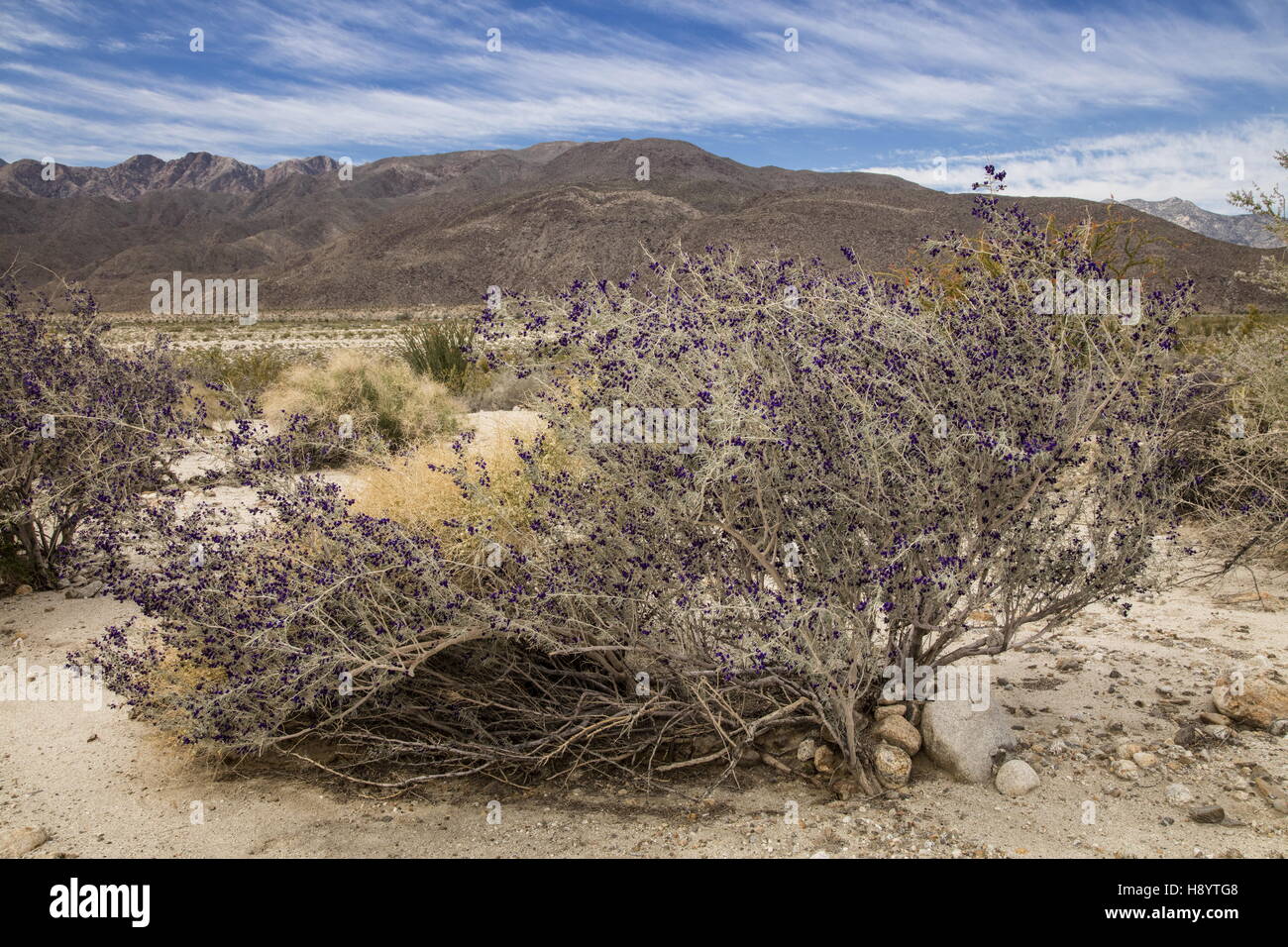 Schott's dalea ou Indigo Bush, Psorothamnus schottii, en fleurs en Anza-Borrego, le désert de Sonora, en Californie. Banque D'Images