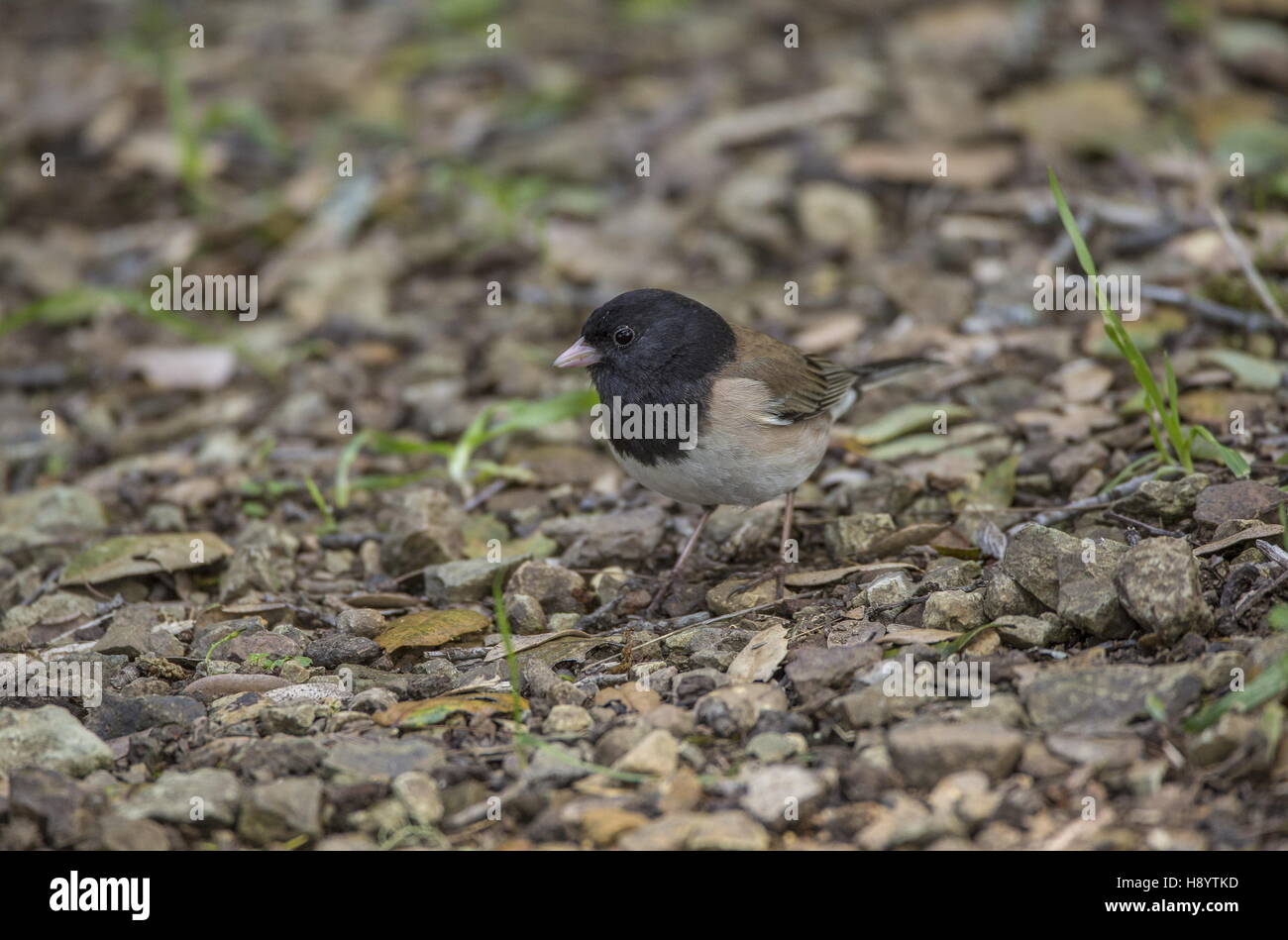 Junco ardoisé, Junco hyemalis ; formulaire de l'Oregon se nourrissant de sol forestier, en Californie. Banque D'Images