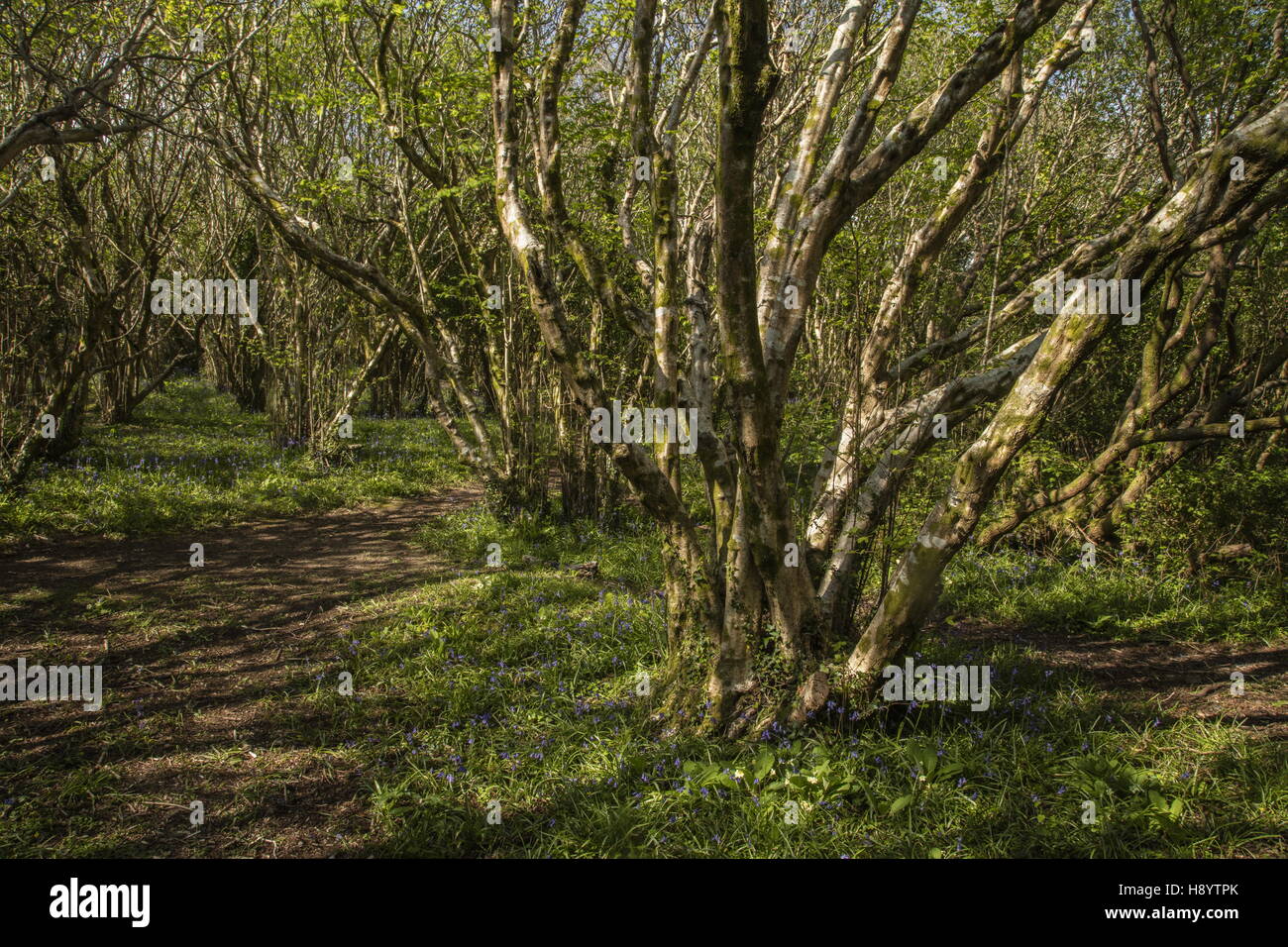 Chemin à travers l'ancienne hazel coppice avec fleurs de printemps, près de Penmaen, Péninsule de Gower, Galles du Sud. Banque D'Images