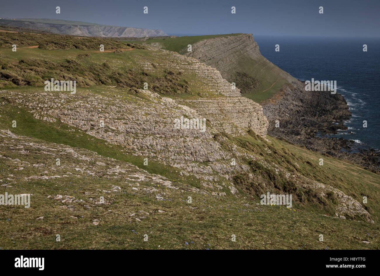 Les falaises calcaires de la côte sud de la péninsule de Gower, près de Mewslade Bay ; la péninsule de Gower AONB, Galles du Sud. Banque D'Images