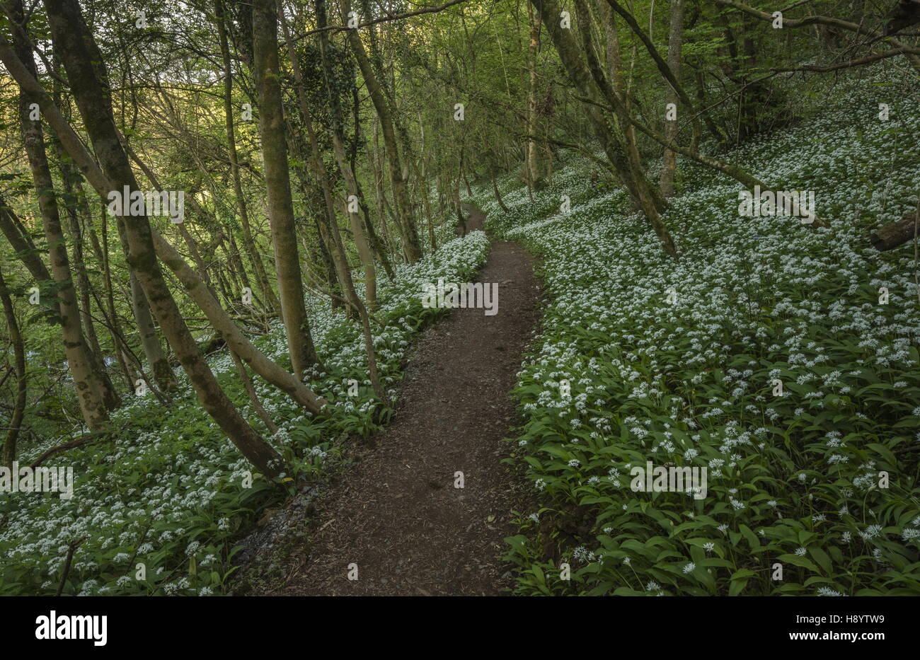 Sentier à travers des masses de Ramsons ou ail sauvage, Allium ursinum sur la péninsule de Gower, Galles du Sud. Banque D'Images