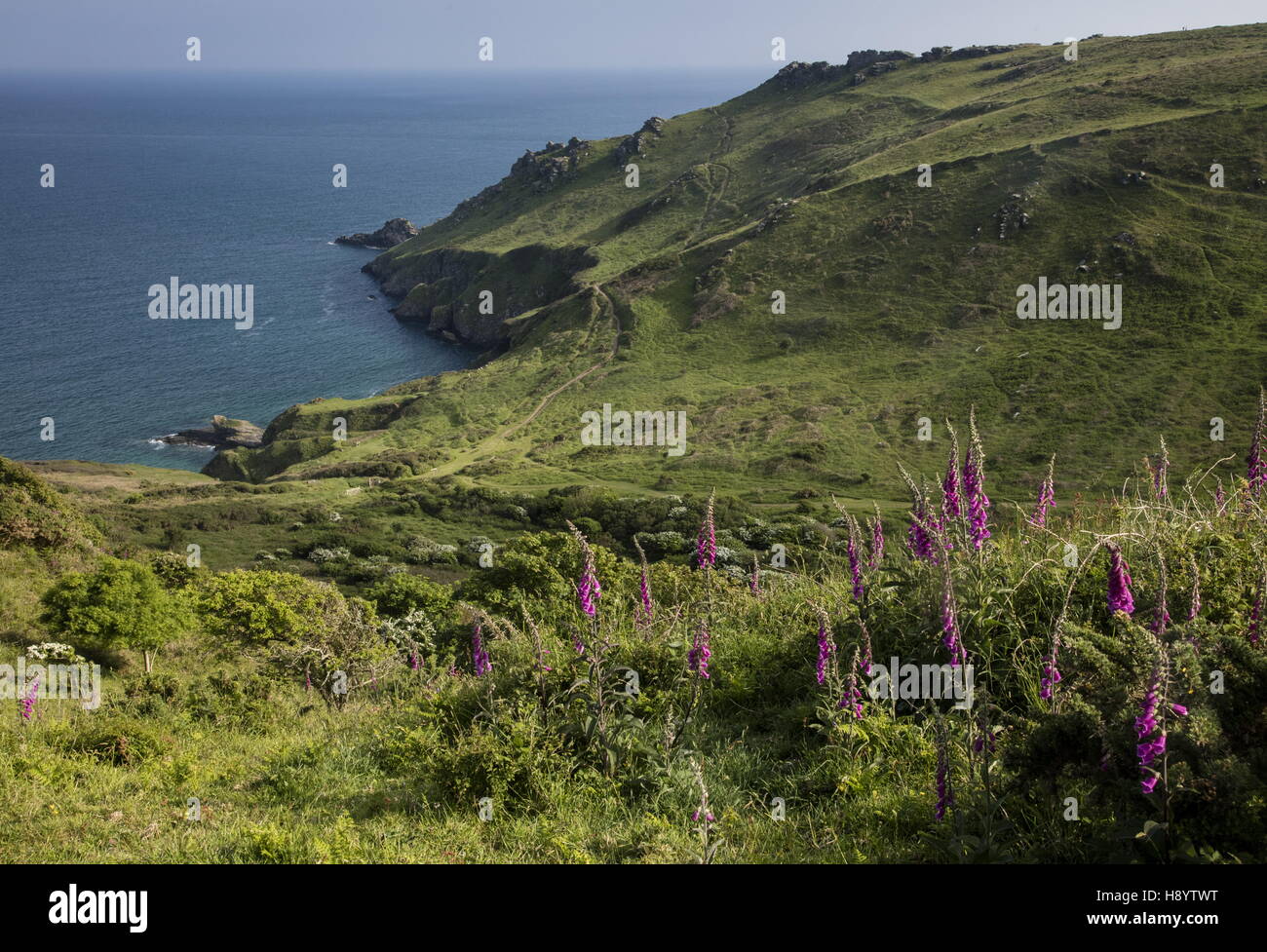 Digitales dans Starehole côtière à Rocky Bay, Tête de vis, dans le sud du Devon. Banque D'Images