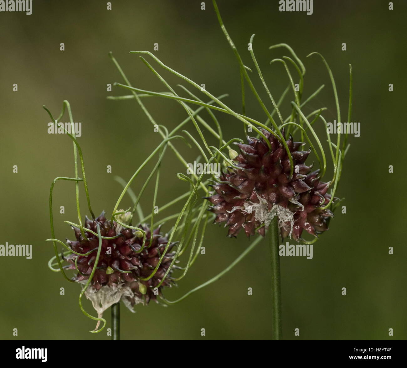 L'oignon sauvage, Allium vineale avec bulbilles en germination, en raison de l'humidité du printemps. Le Dorset. Banque D'Images