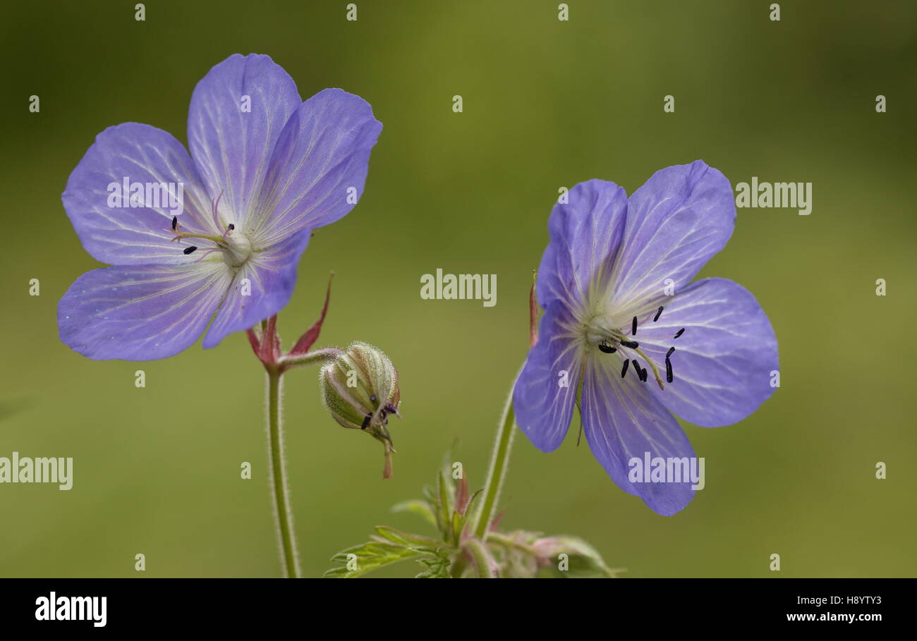 Géranium sanguin Geranium sylvaticum, prairie en fleurs, songe d'une prairie. Banque D'Images