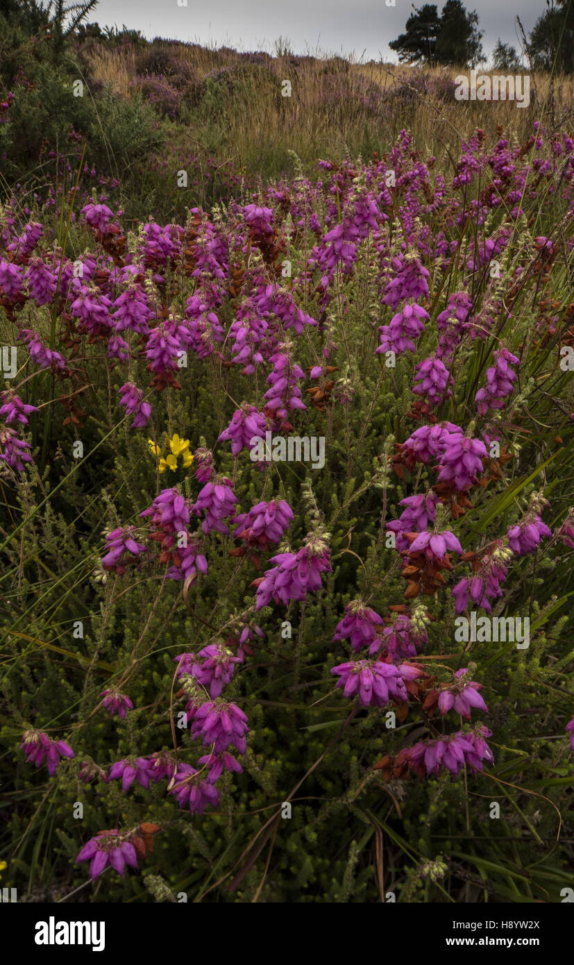 Lande du Dorset, Erica ciliaris lande à Hartland, Dorset Banque D'Images