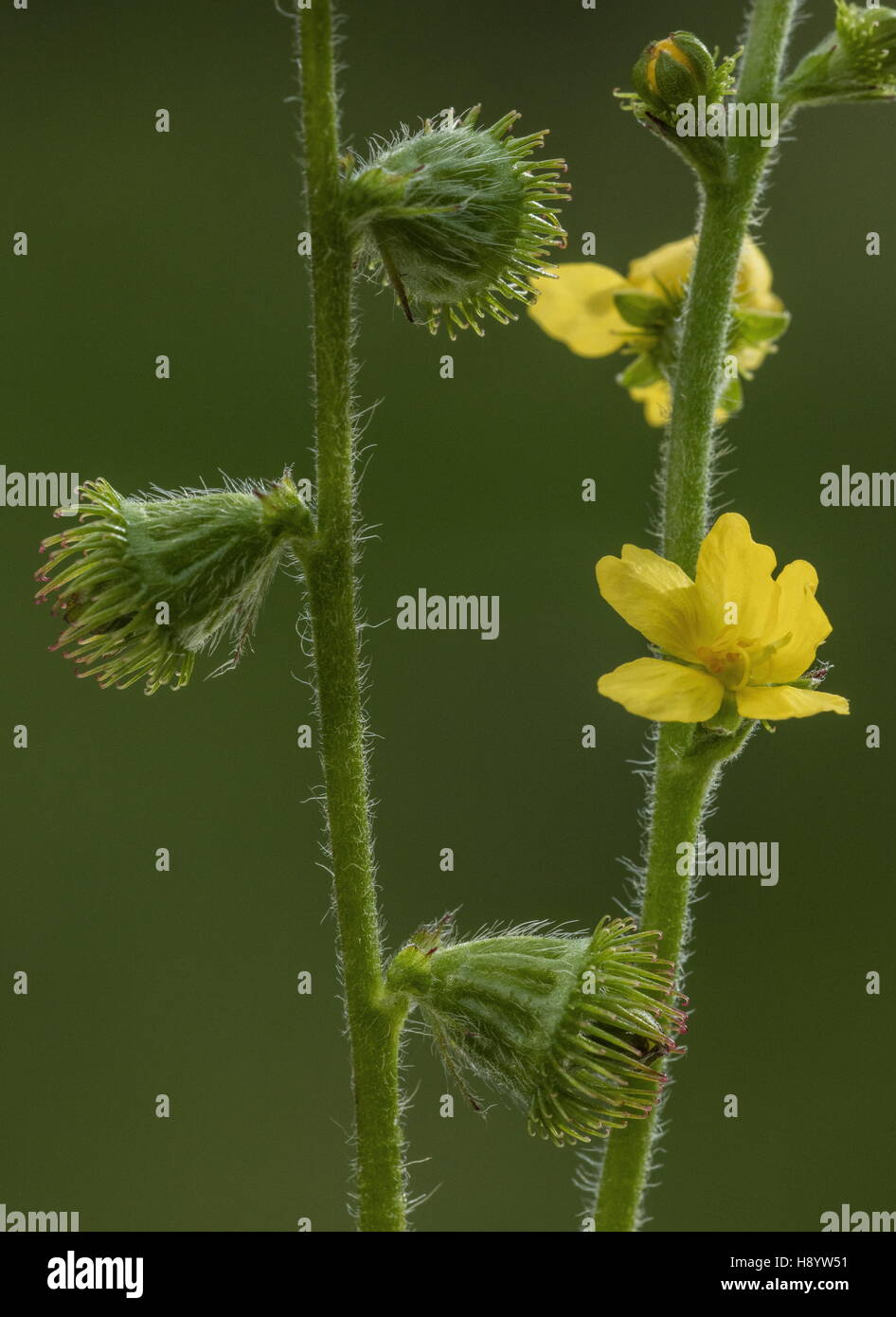 Aigremoine, Agrimonia eupatoria en fleurs et fruits. Le Dorset. Banque D'Images