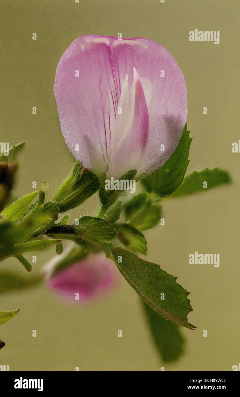 Reste commun à Harrow, Ononis repens en fleur. Banque D'Images