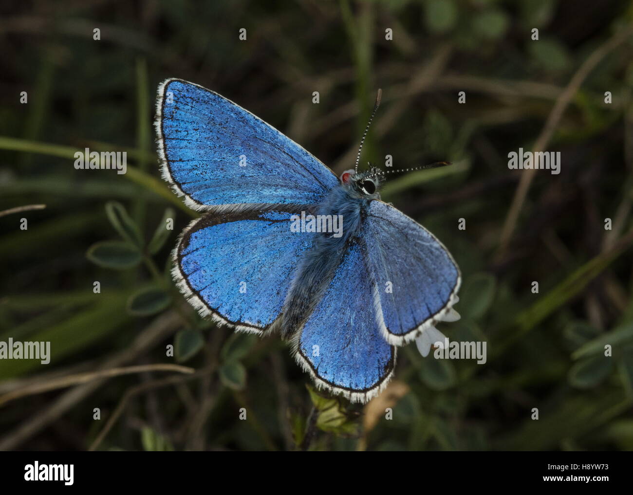 Adonis mâle papillon bleu, seconde couvée, avec tétranyque rouge du joint. Downland craie, Dorset. Banque D'Images