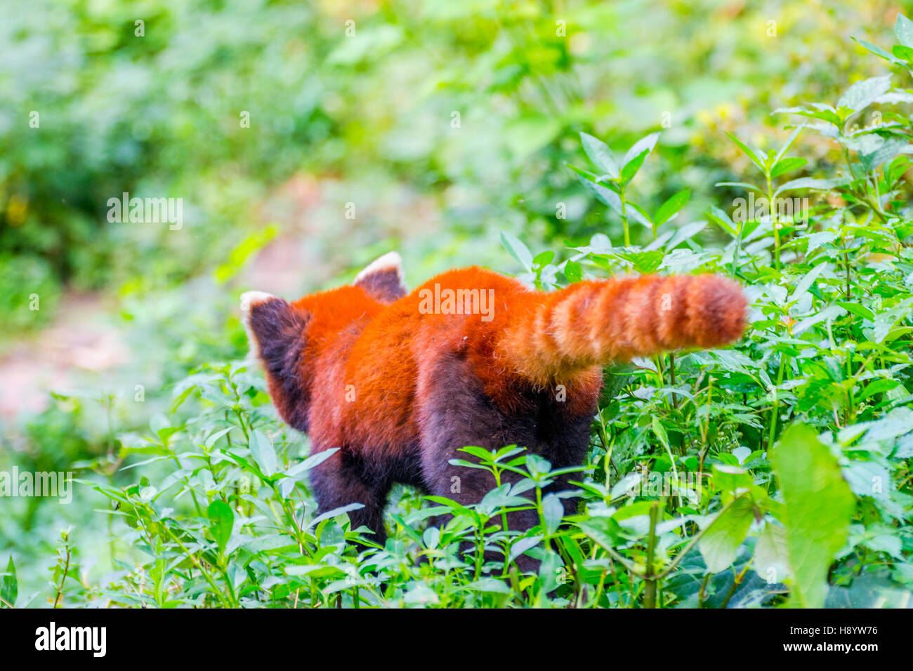Le panda rouge (Ailurus fulgens) ou moins panda marcher dans l'herbe, photo de derrière Banque D'Images