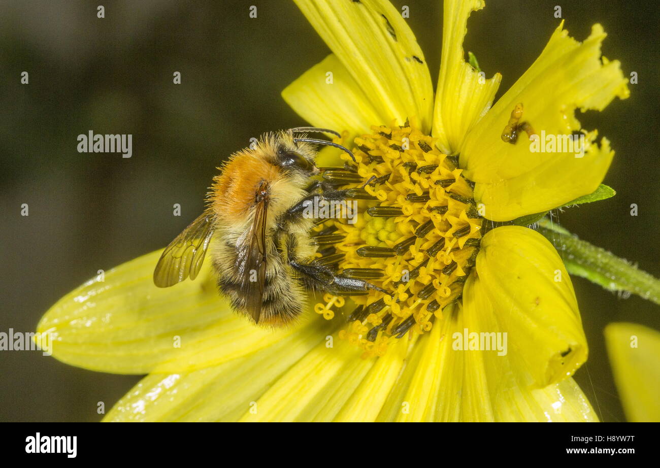 Carde commun, Bumblebee Bombus pascuorum visiter fleur de jardin. Le Dorset. Banque D'Images