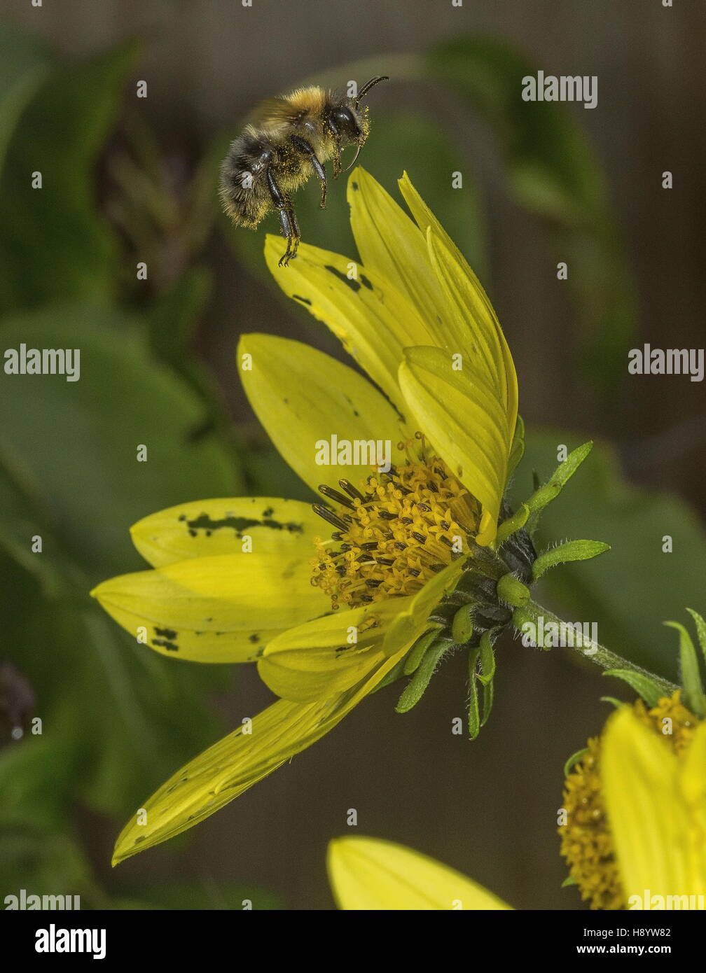 Carde commun, Bumblebee Bombus pascuorum en vol, la visite de la fleur de jardin. Le Dorset. Banque D'Images