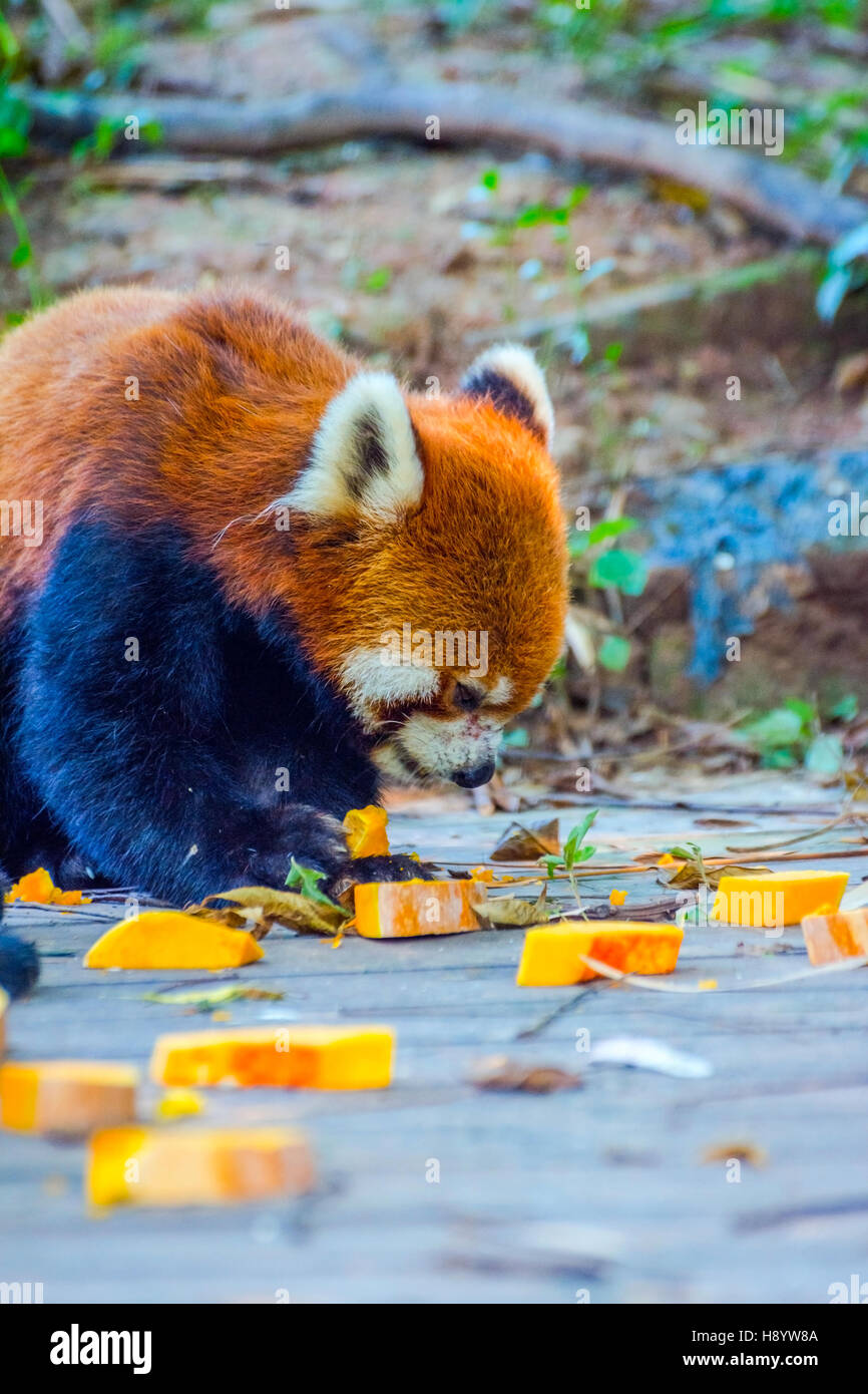 Le panda rouge (Ailurus fulgens) ou moins manger panda pumpkins Banque D'Images