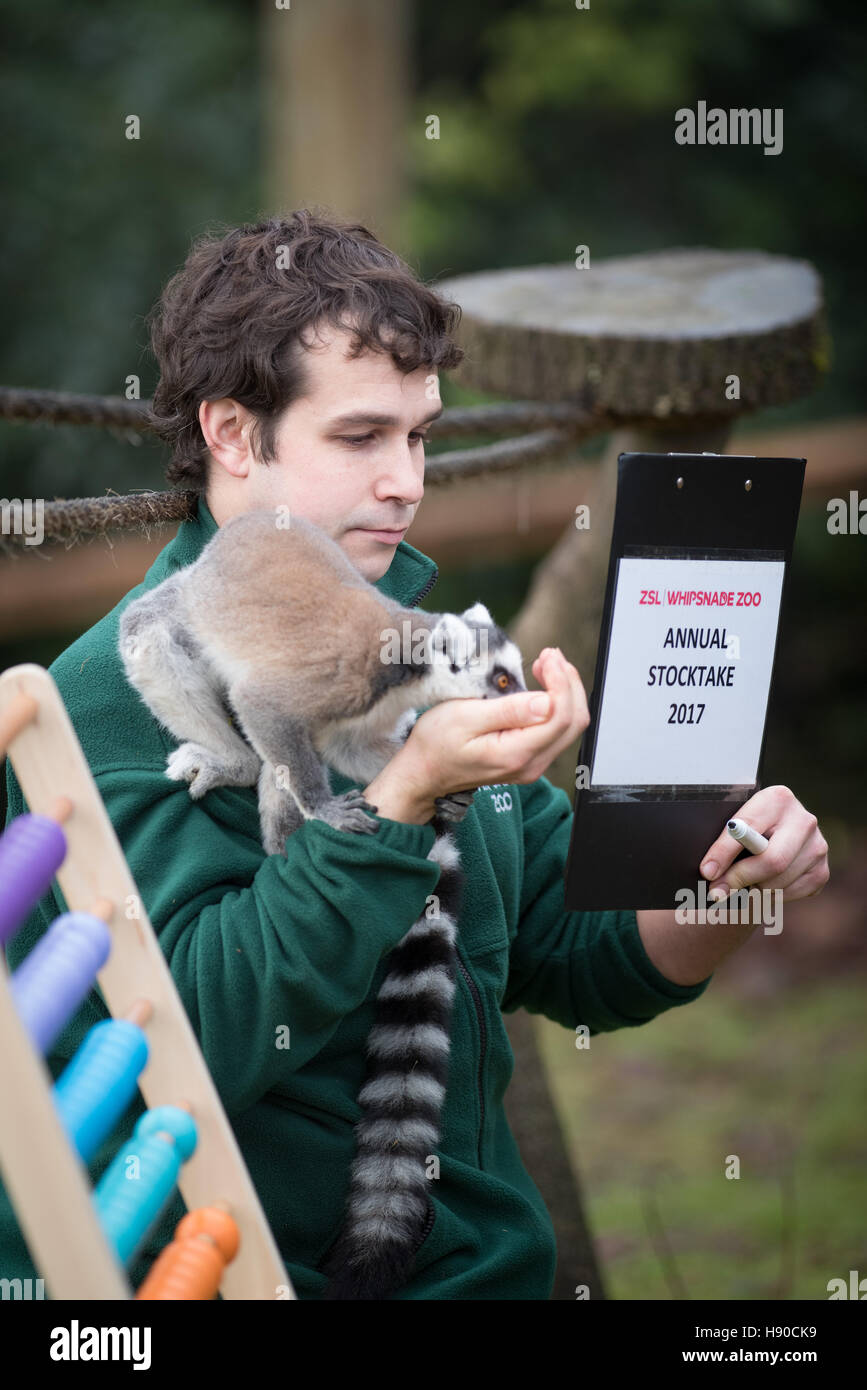 Le zoo de Whipsnade, Dunstable, UK. 10 janvier 2017. Des milliers d'animaux sont comptées au ZSL zoo de Whipsnade zoo comme des engins Jusqu'à la plus grande tâche de l'année - le bilan annuel de 2017. Maison à plus de 3 300 animaux, les détenteurs sur le zoo le plus grand faire le point de tous les oiseaux, invertébrés, poissons, mammifères, reptiles et amphibiens. Steve White bague comptage cerf de lémuriens. Andrew Walmsley/Alamy Live News Banque D'Images