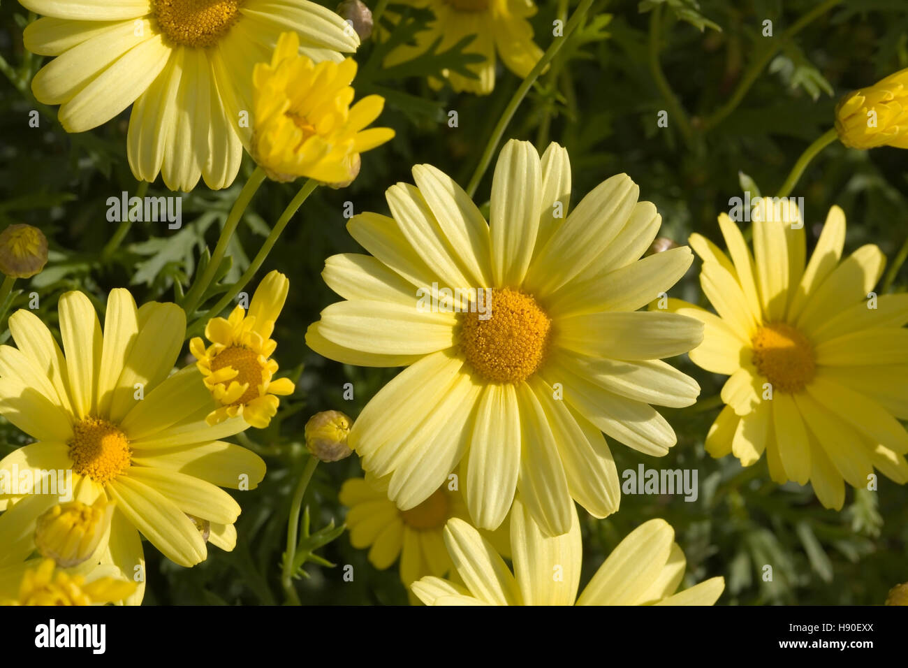 Marigold Maïs, Chrysanthemum segetum, fleurs Banque D'Images