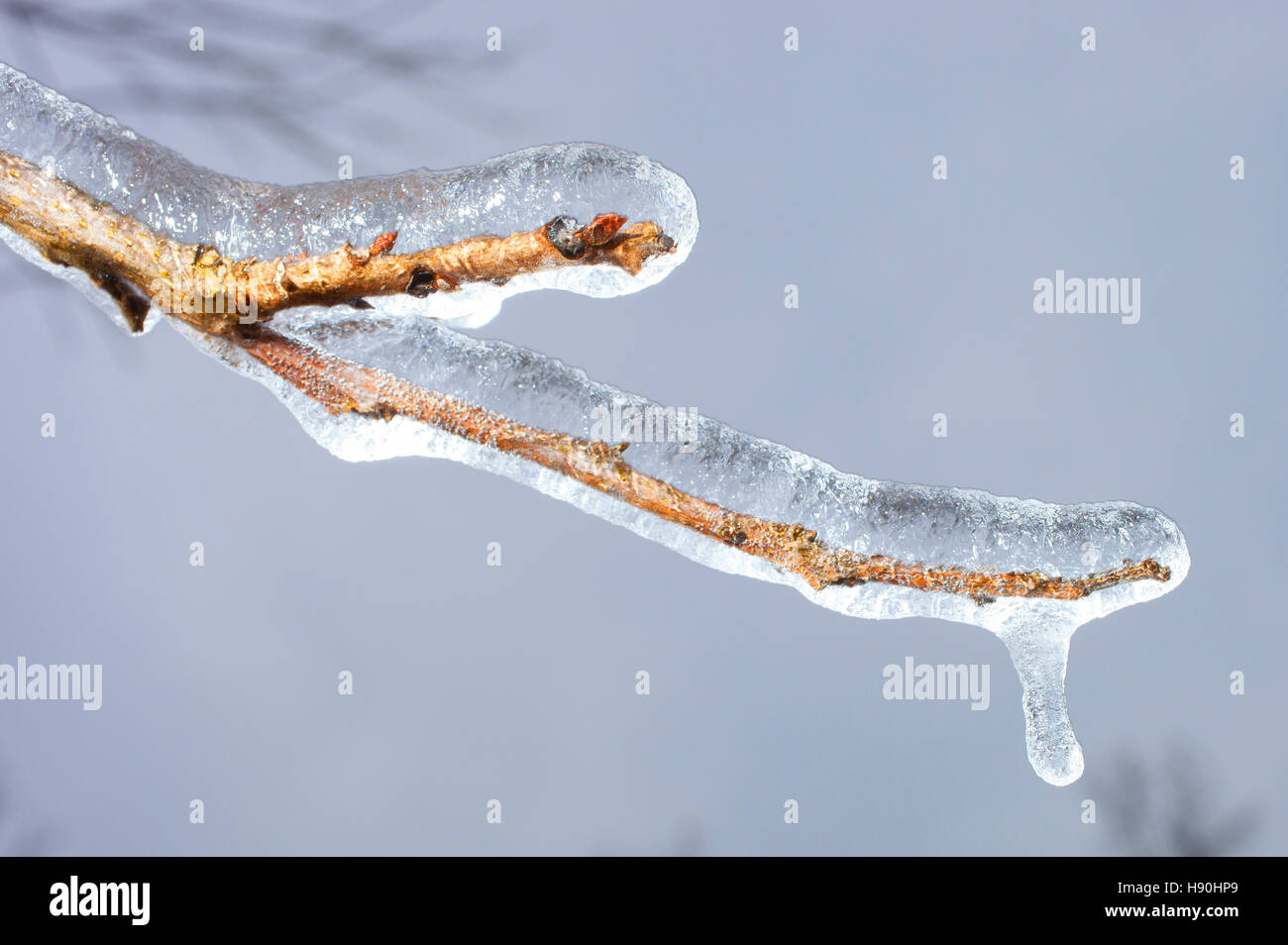 Branche d'un arbre couvert de glace après une tempête Banque D'Images