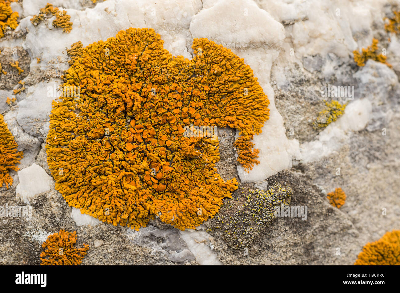 Close-up d'un lichen crustacés sur un rocher (Xanthoria elegans) Banque D'Images