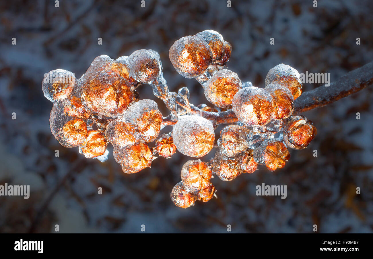 Direction générale et ampoules sur une crape myrtle tree couvert de glace Banque D'Images