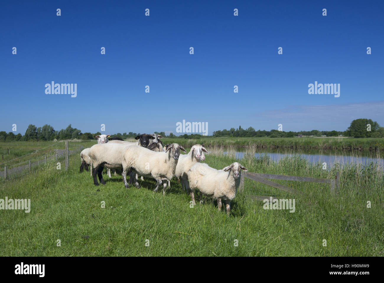 Troupeau de moutons à un lever de jümme river, Landkreis Cloppenburg, Oldenburg münsterland, Basse-Saxe, Allemagne Banque D'Images