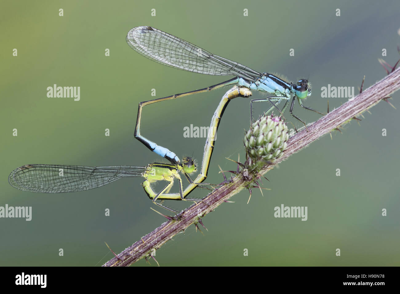 Roue d'accouplement de demoiselles à queue bleue (Ischnura elegans), goldenstedt, district de Vechta, Basse-Saxe, Allemagne Banque D'Images