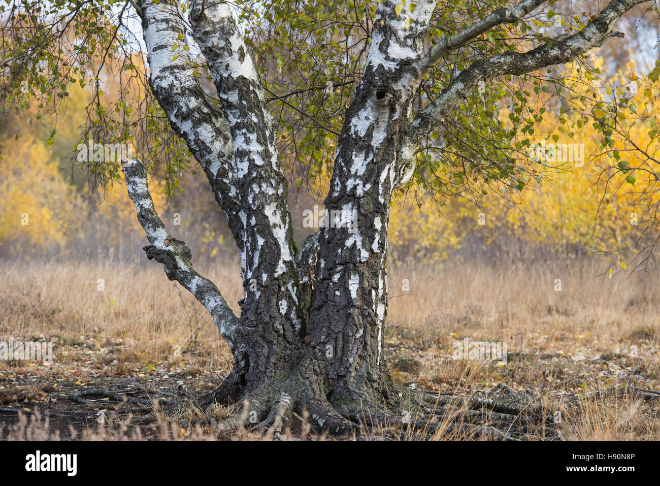 Les bouleaux dans la lande à l'automne, goldenstedt, district de Vechta, Basse-Saxe, Allemagne Banque D'Images