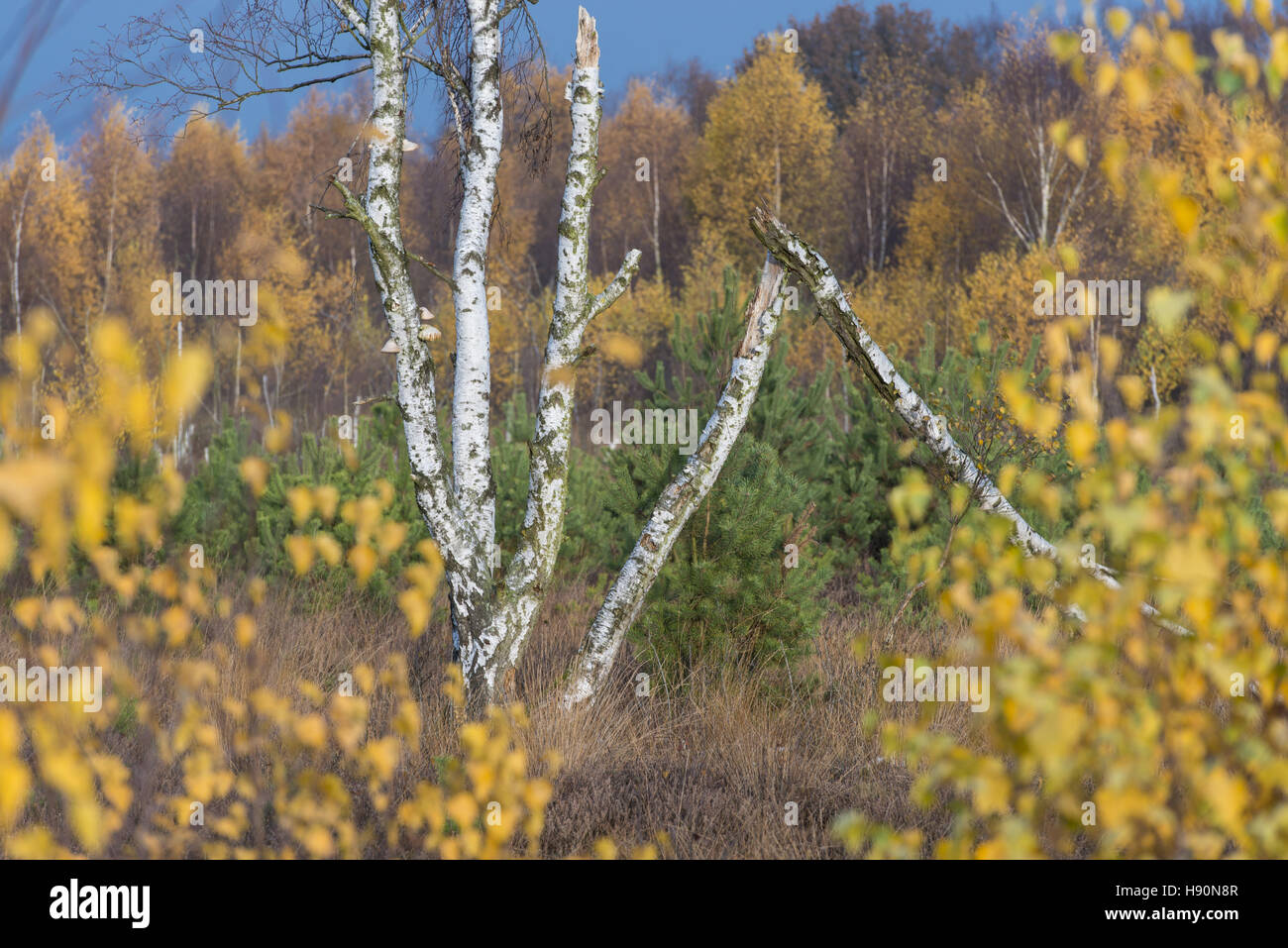 Les bouleaux dans la lande à l'automne, goldenstedt, district de Vechta, Basse-Saxe, Allemagne Banque D'Images