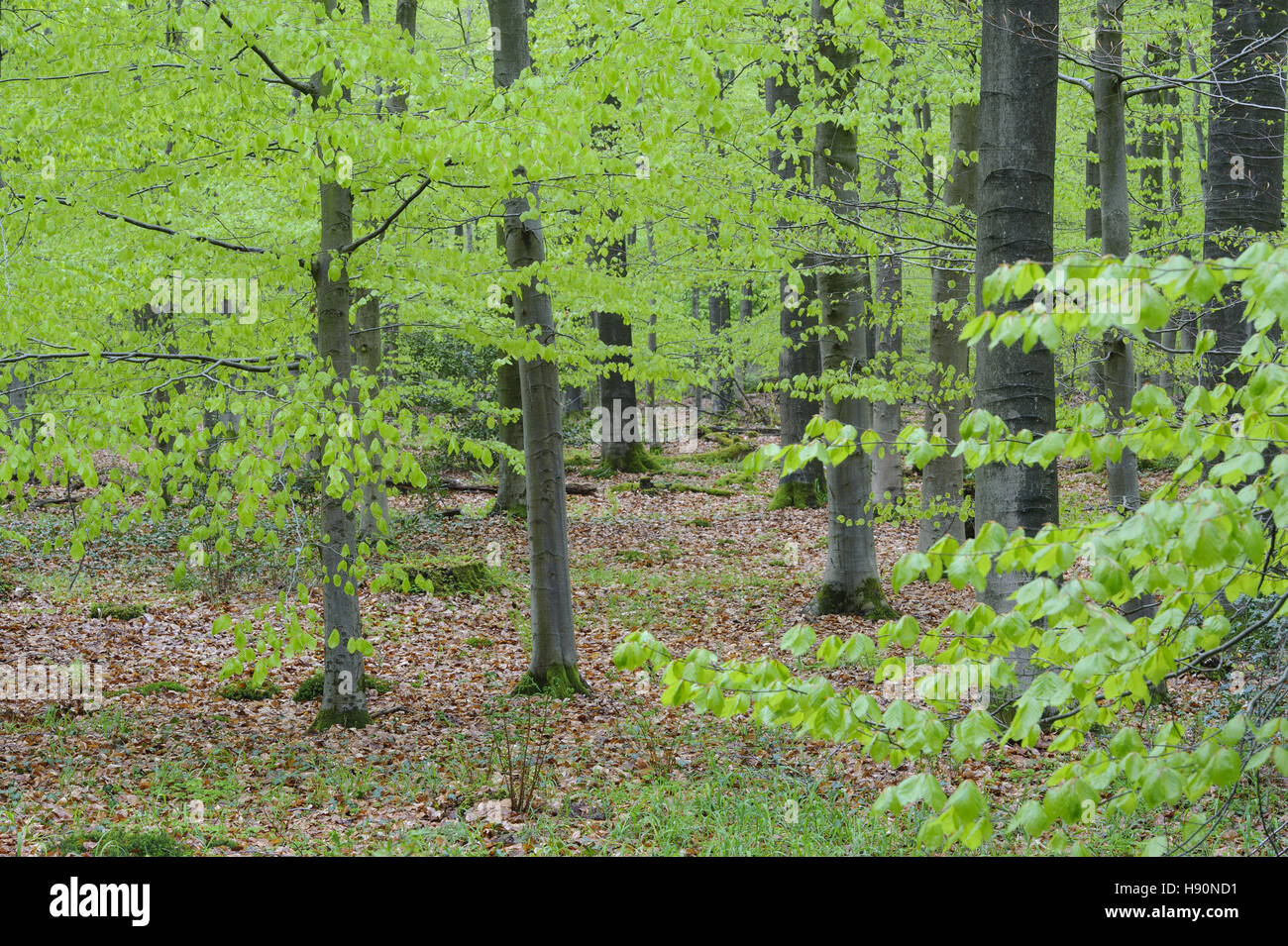 Forêt de hêtres, herrenholz, district de Vechta, Oldenburg münsterland, Basse-Saxe, Allemagne Banque D'Images