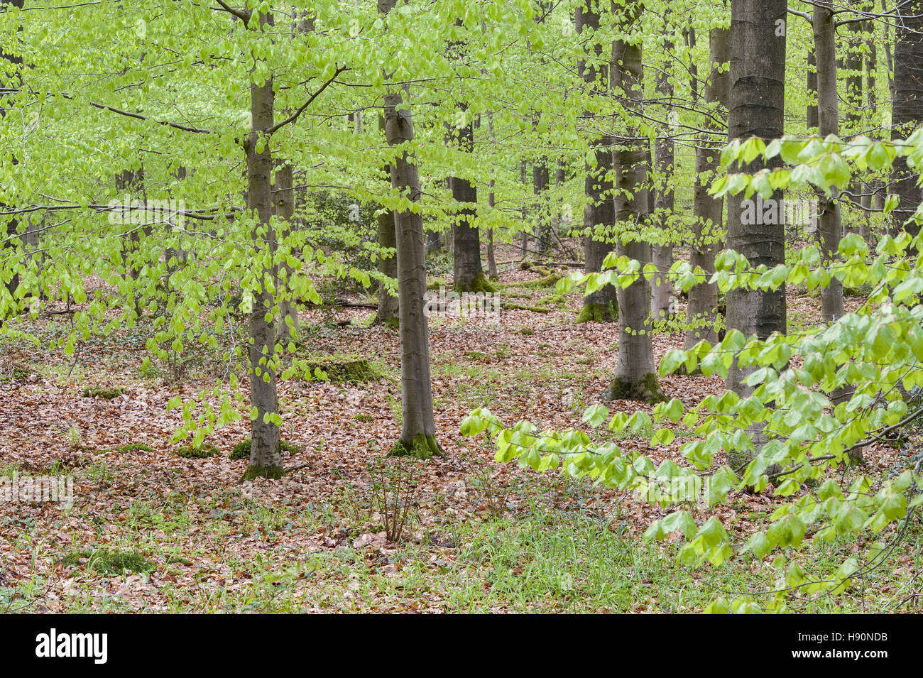 Forêt de hêtres, herrenholz, district de Vechta, Oldenburg münsterland, Basse-Saxe, Allemagne Banque D'Images