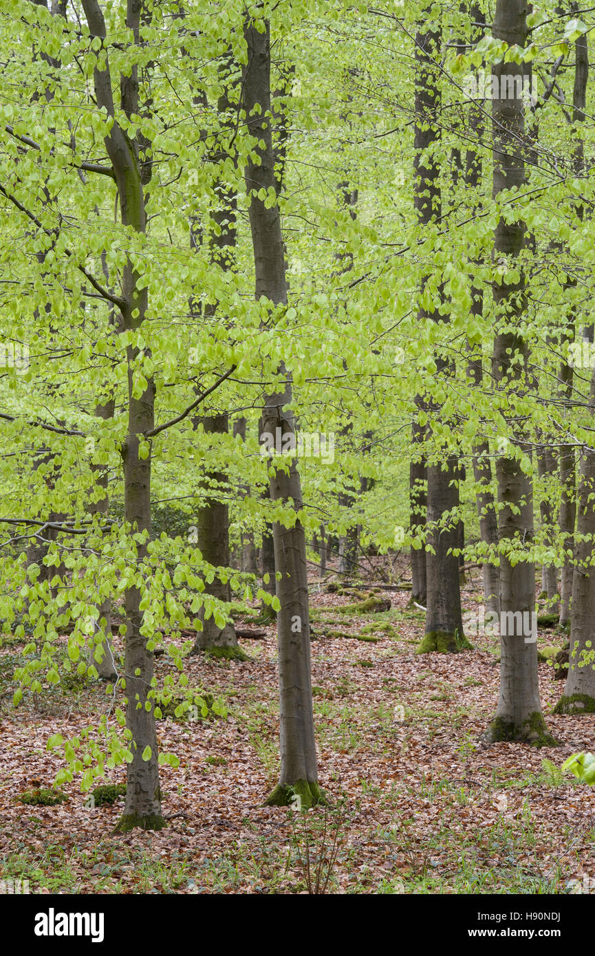 Forêt de hêtres, herrenholz, district de Vechta, Oldenburg münsterland, Basse-Saxe, Allemagne Banque D'Images