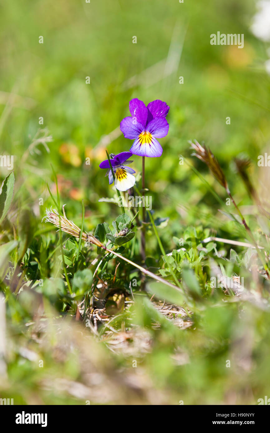 Heartsease pansy ou sauvages. Les Lofoten fleurs sauvages, îles Lofoten, Norvège. Banque D'Images