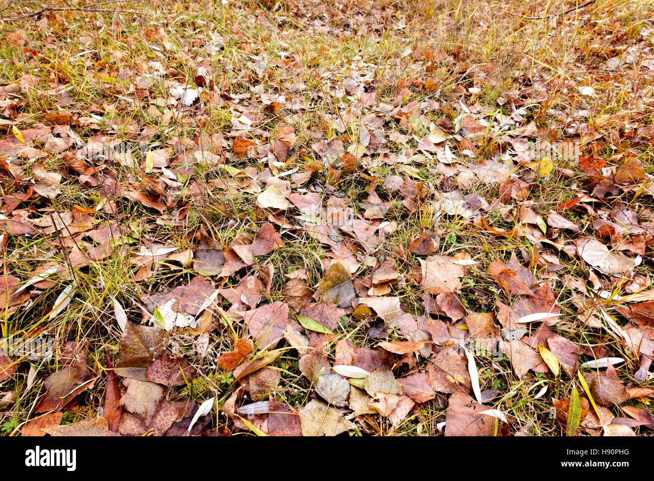 Peuplier et saule feuilles mortes Banque D'Images