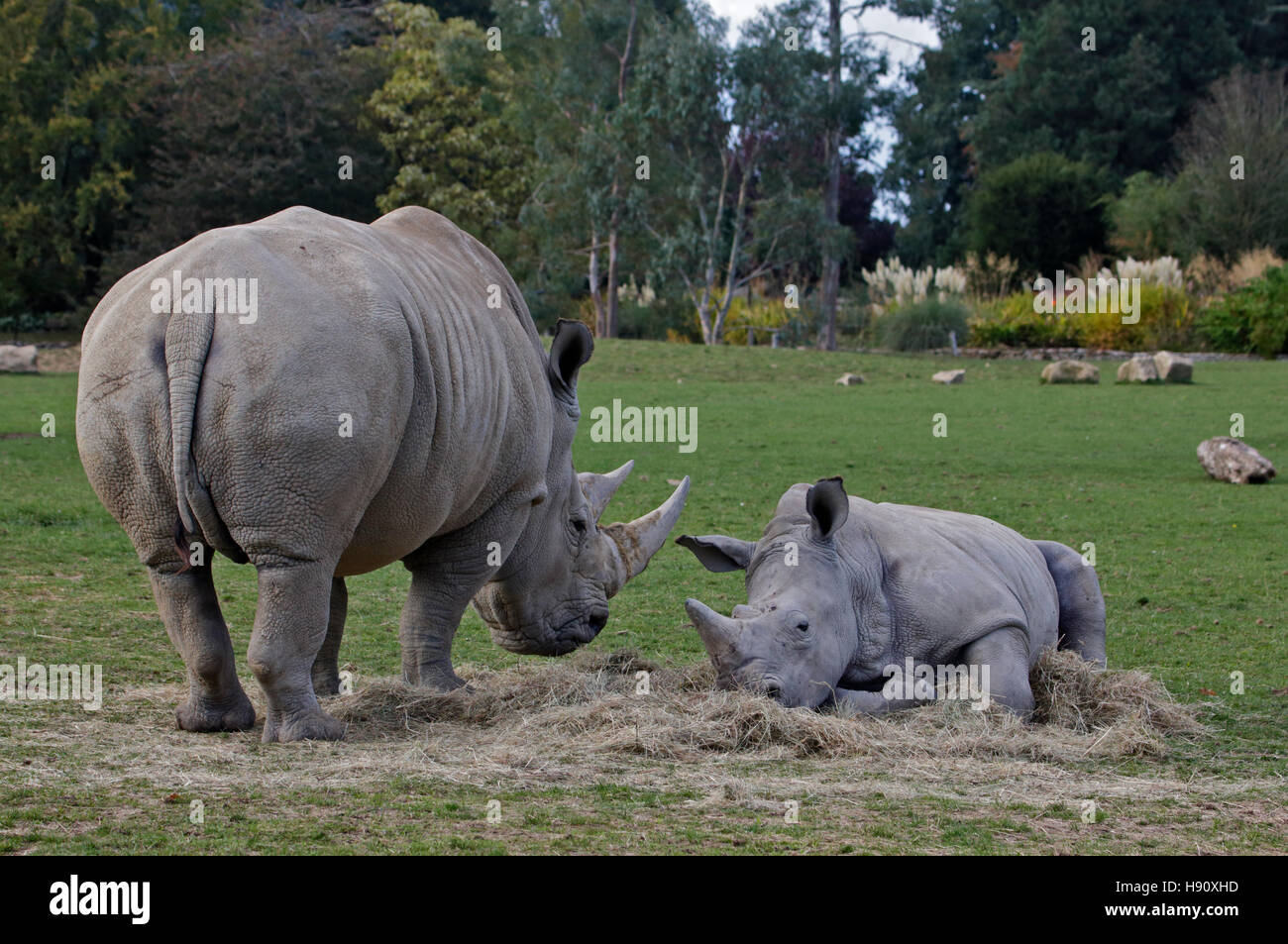Rhinocéros blanc du sud (Ceratotherium simum simum) veau et mère, Cotswold Wildlife Park, Oxfordshire Banque D'Images
