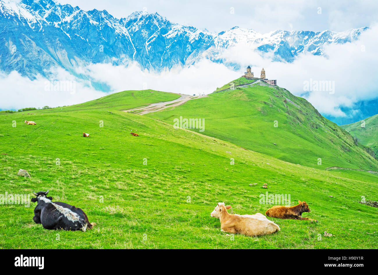 Les vaches se trouvent sur les collines Tsminda Sameba prairie avec le (sainte trinité) et l'église de nuages des montagnes enneigées sur la distance, Kazbegi Parc National, Banque D'Images