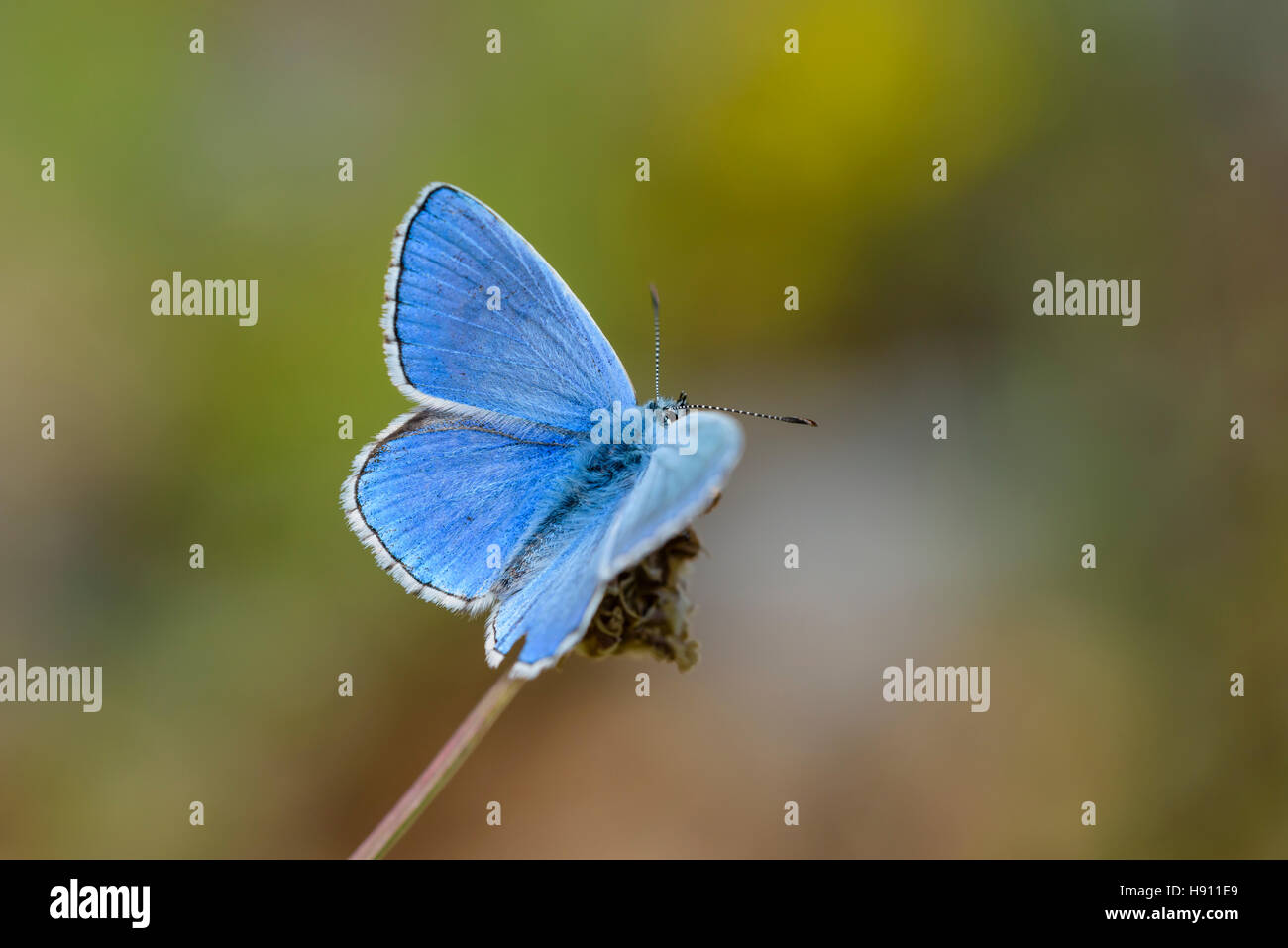 Hauhechel Blaeuling, Polyommatus icarus, Papillon bleu commun mâle Banque D'Images