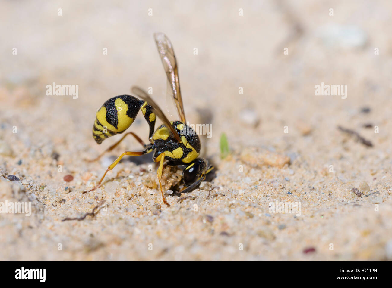 Toepferwespe, Eumène dubius , Potter, wasp wasp Mason de la boue Banque D'Images