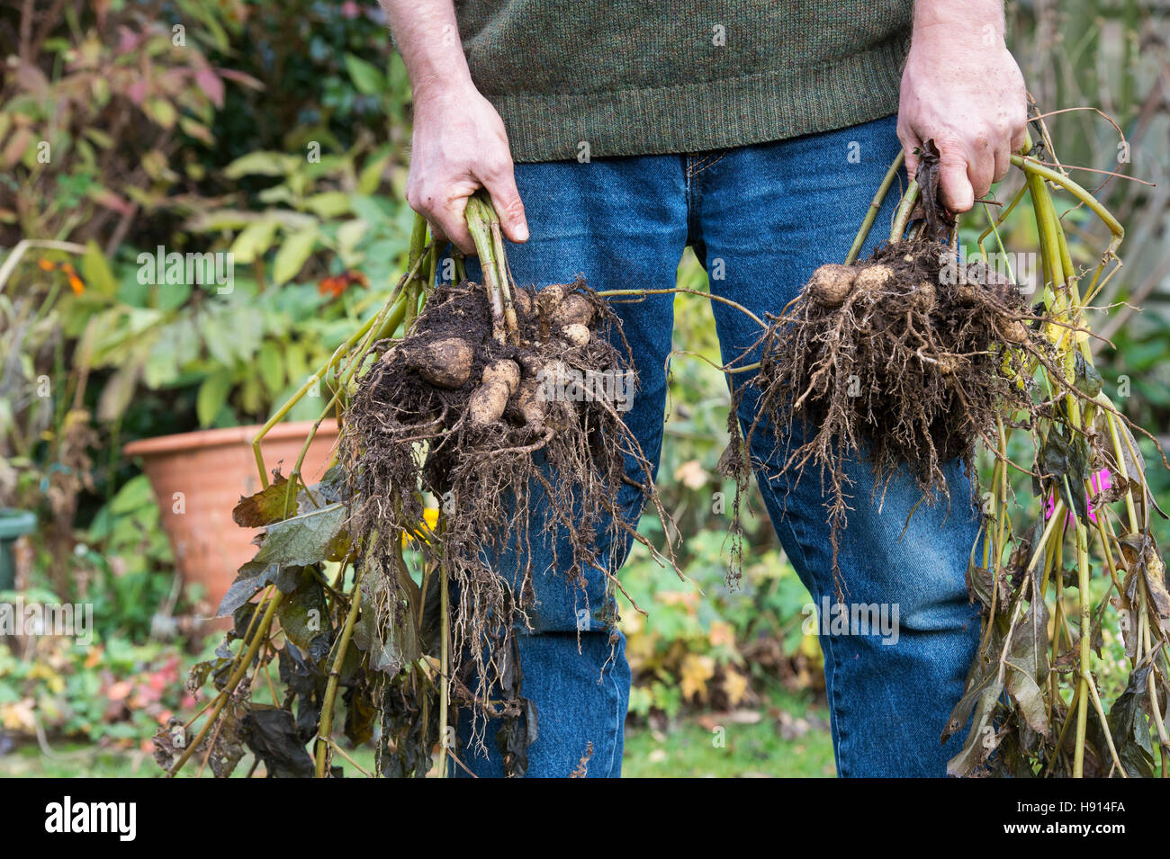 Holding jardinier dug up fleur Dahlia tubercules Banque D'Images