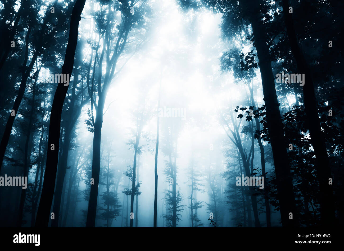 Paysage de forêt sombre contexte Banque D'Images