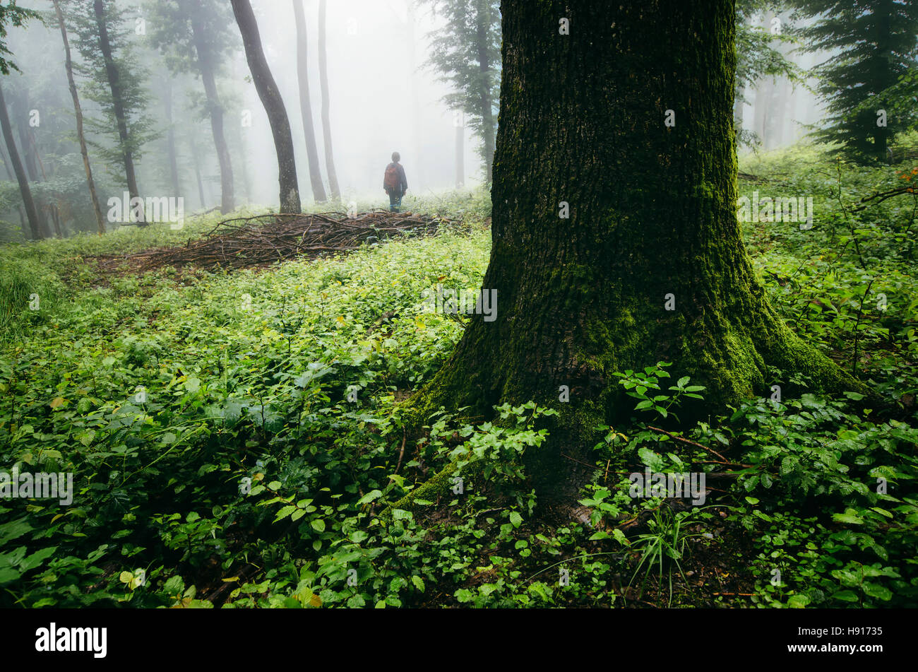 Paysage de forêt vert naturel. L'homme à la nature dans les bois brumeux avec une végétation luxuriante sur jour de pluie Banque D'Images