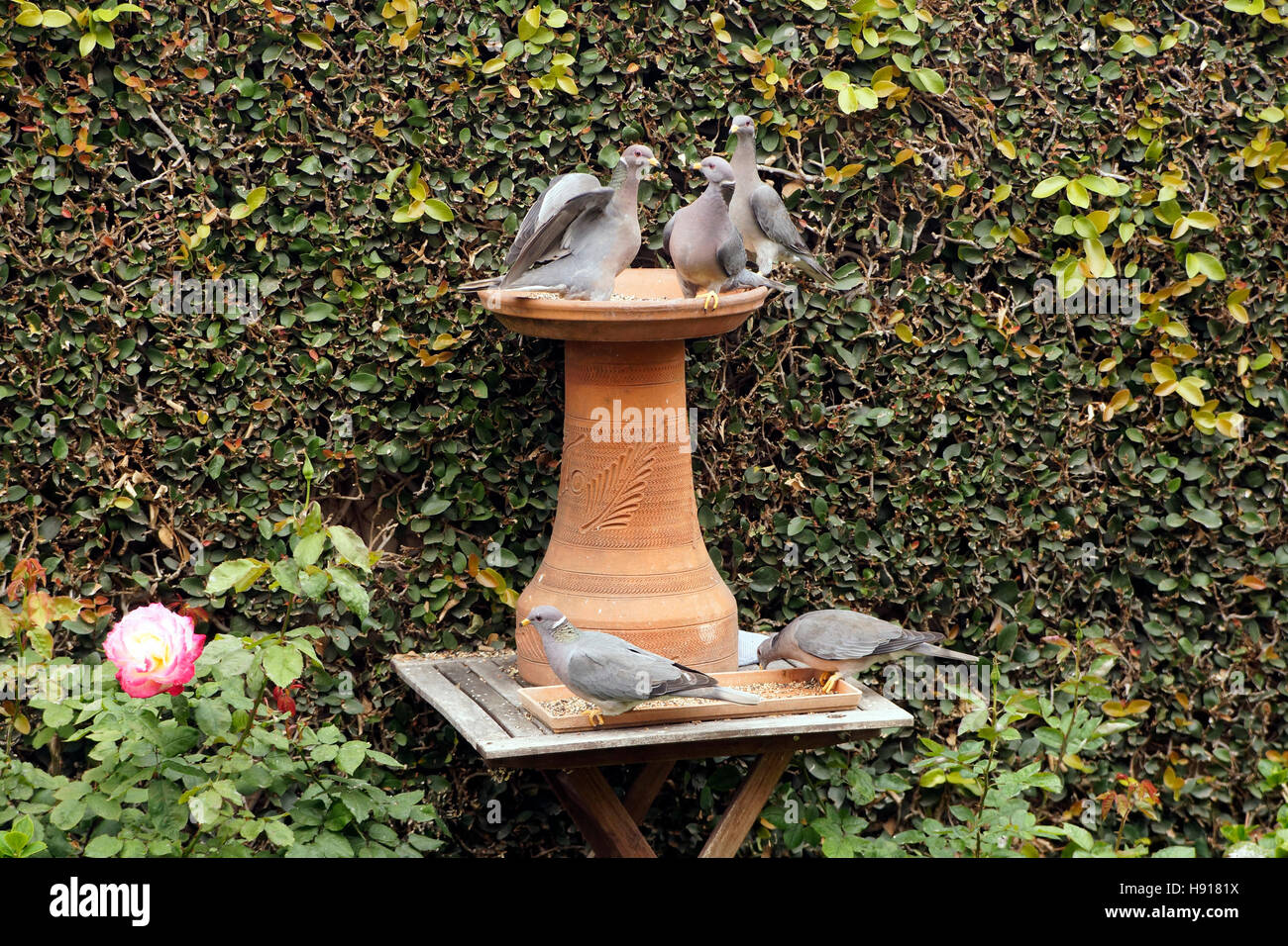 Band-Tailed plusieurs Pigeons dans une mangeoire pour oiseaux Banque D'Images