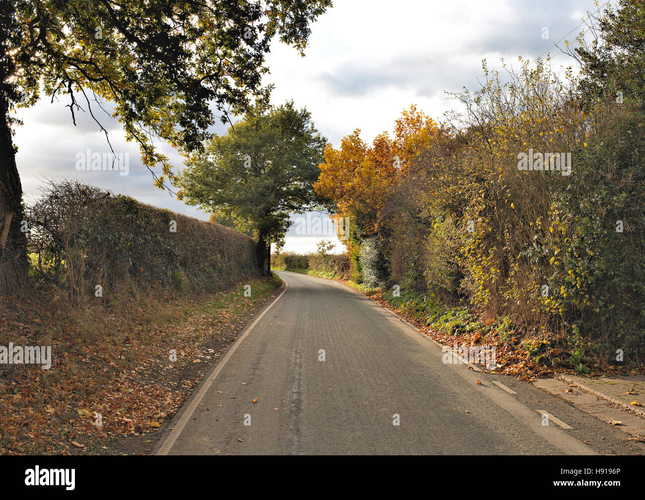 Route d'automne dans la campagne. Les arbres d'automne près de l'aire de street Banque D'Images