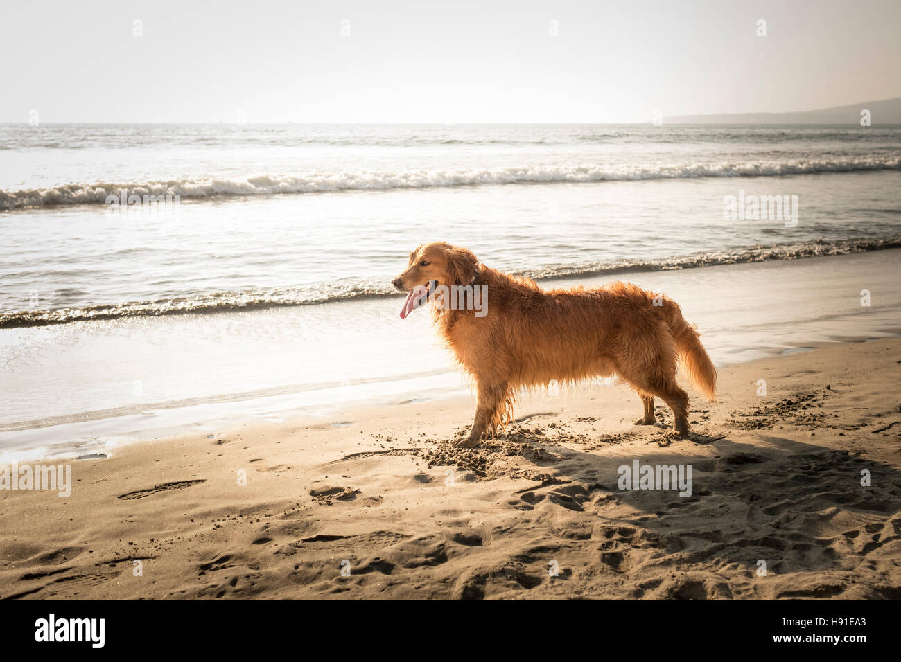 Golden Retriever dog sur une plage avant le coucher du soleil Banque D'Images