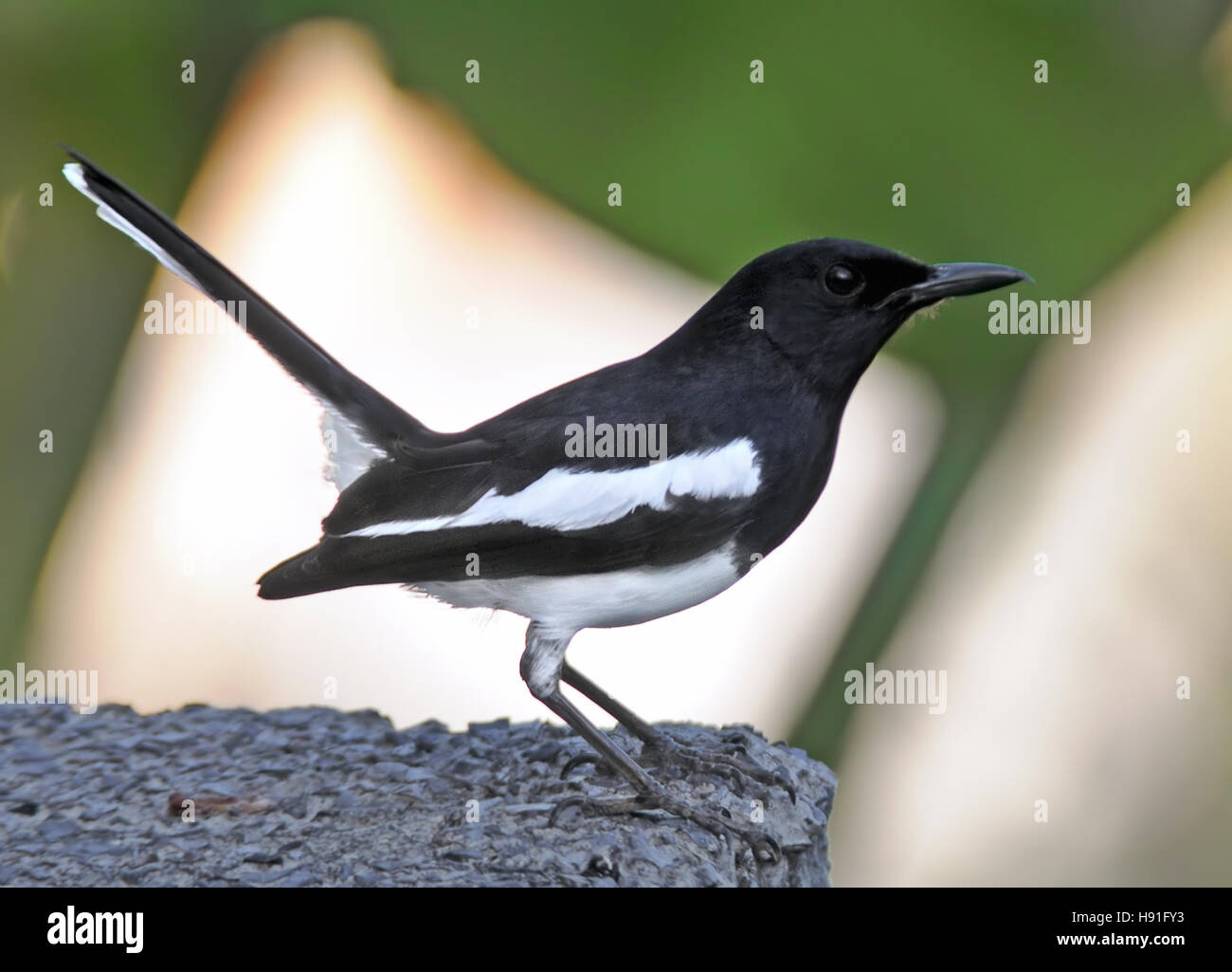 Oriental mâle pie-robin (Copsychus saularis). L'île de Phuket, Thaïlande Banque D'Images