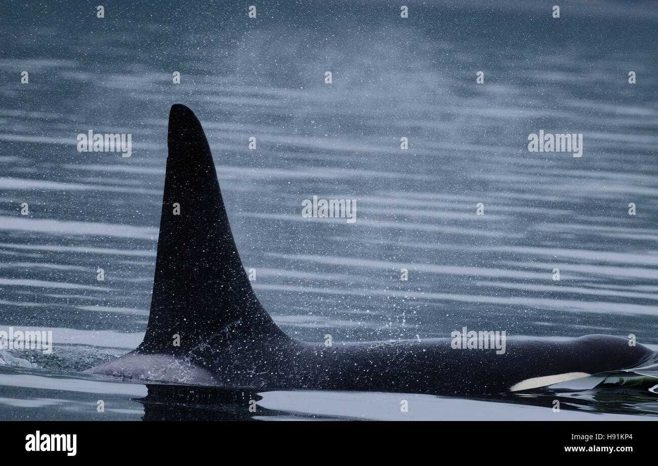 Nageoire dorsale d'un homme (poisson manger) orque (Orca) avec pompe de son trou de respiration quand briser la surface de l'eau. L'île de Vancouver, Canada. Banque D'Images