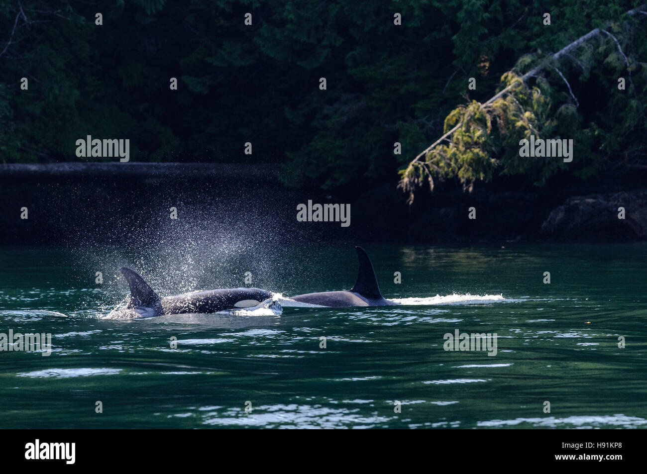 Deux femmes l'épaulard (ORCA) près du bord d'une forêt côtière près de Campbell River, sur l'île de Vancouver, Canada Banque D'Images