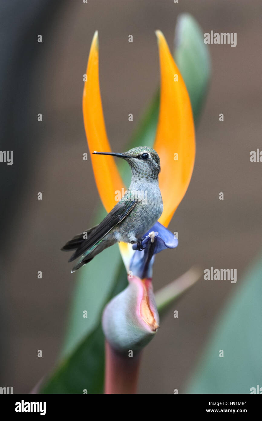 Toujours assis sur un colibri Bird of Paradise flower Banque D'Images