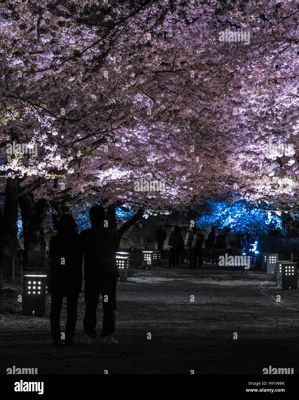 La lumière des fleurs de cerisier arbre en Château Tsuruga (château Aizu) Banque D'Images